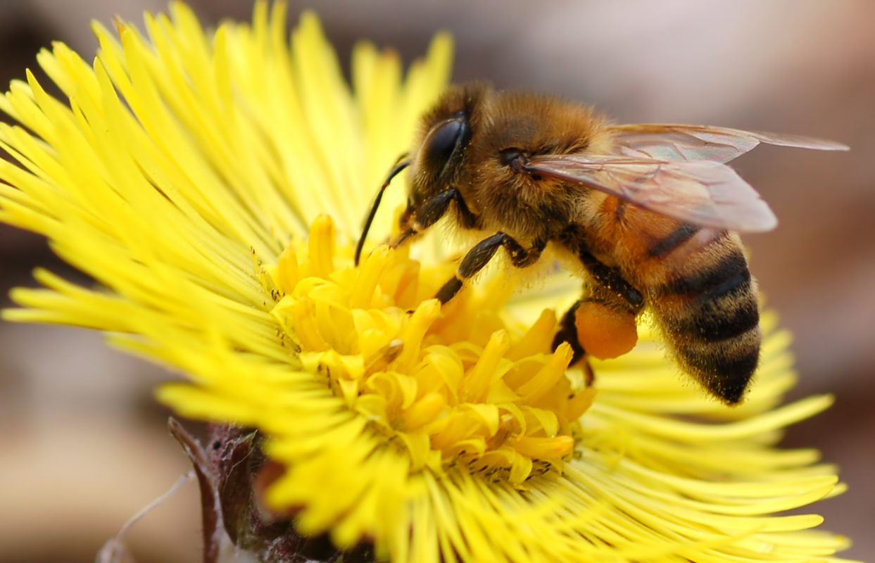 bee extracting pollen