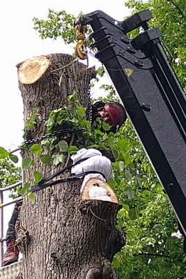 A tree surgeon in safety gear working at height on a tree trunk with the assistance of a mechanical lift.